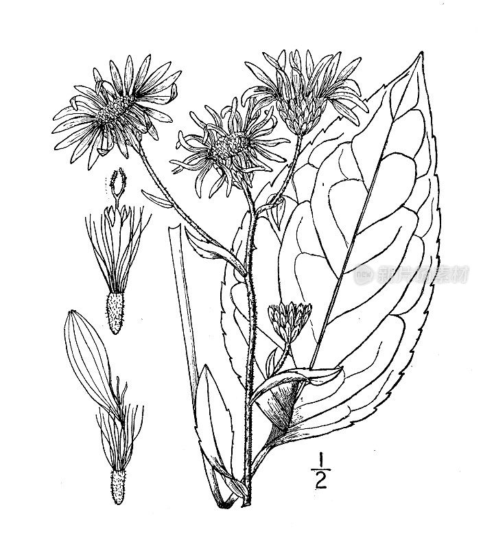 古植物学植物插图:紫菀Herveyi, Hervey's Aster